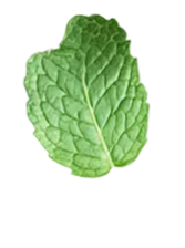 leaf-2